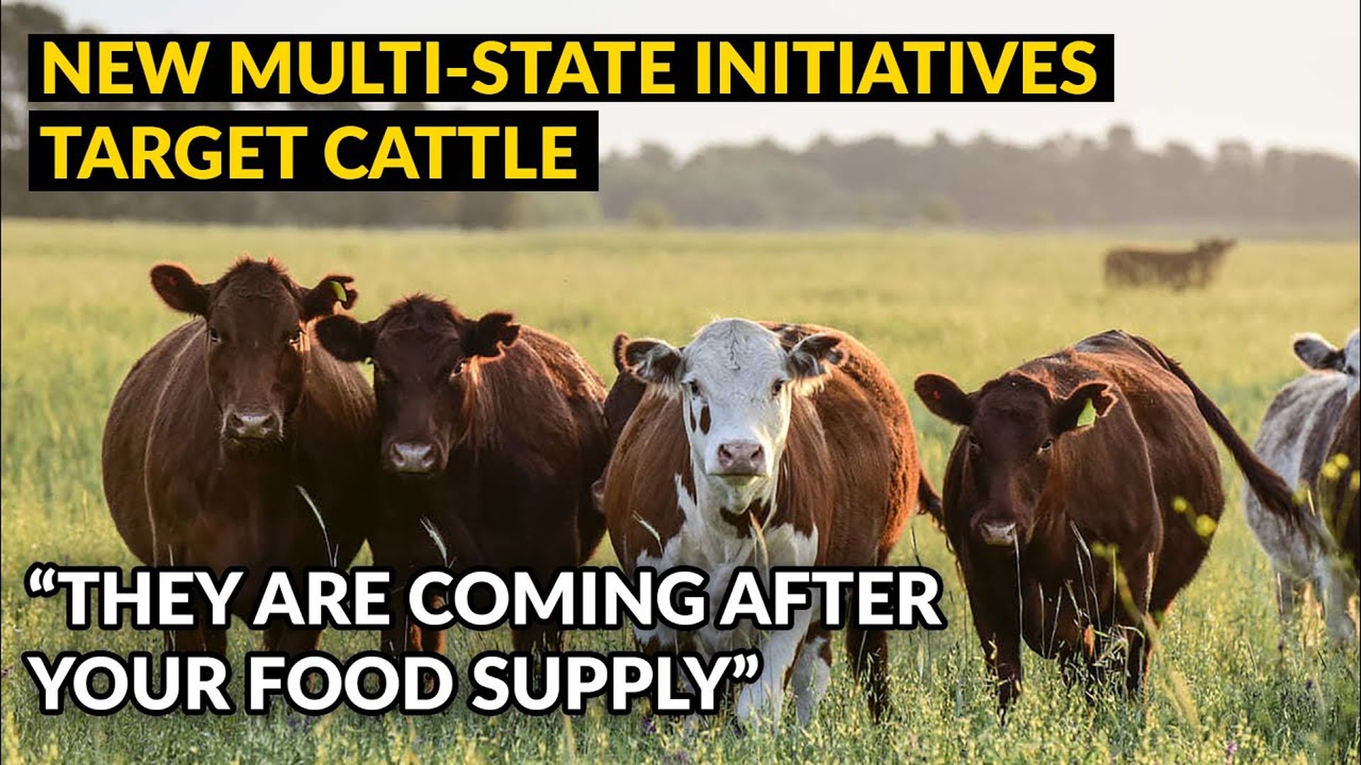 AMT358-NEW Multi-State Initiatives TARGET CATTLE - As A Man Thinketh