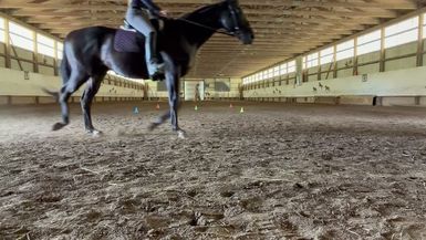 STG19-Ed s Horse Riding Vlog horses horse - Slam The Gavel