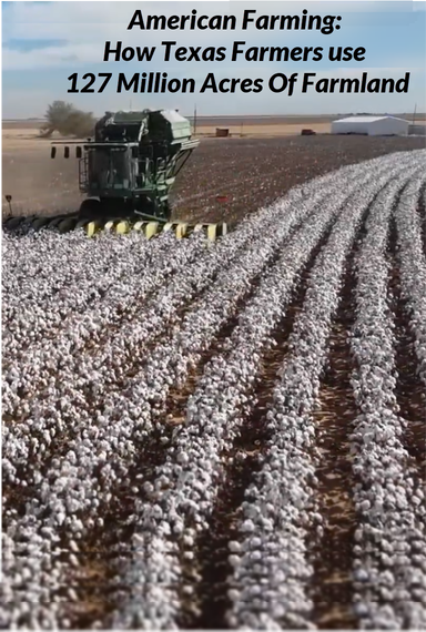 How Texas Farmers Use 127 Million Acres Of Farmland - American Farming Documentary