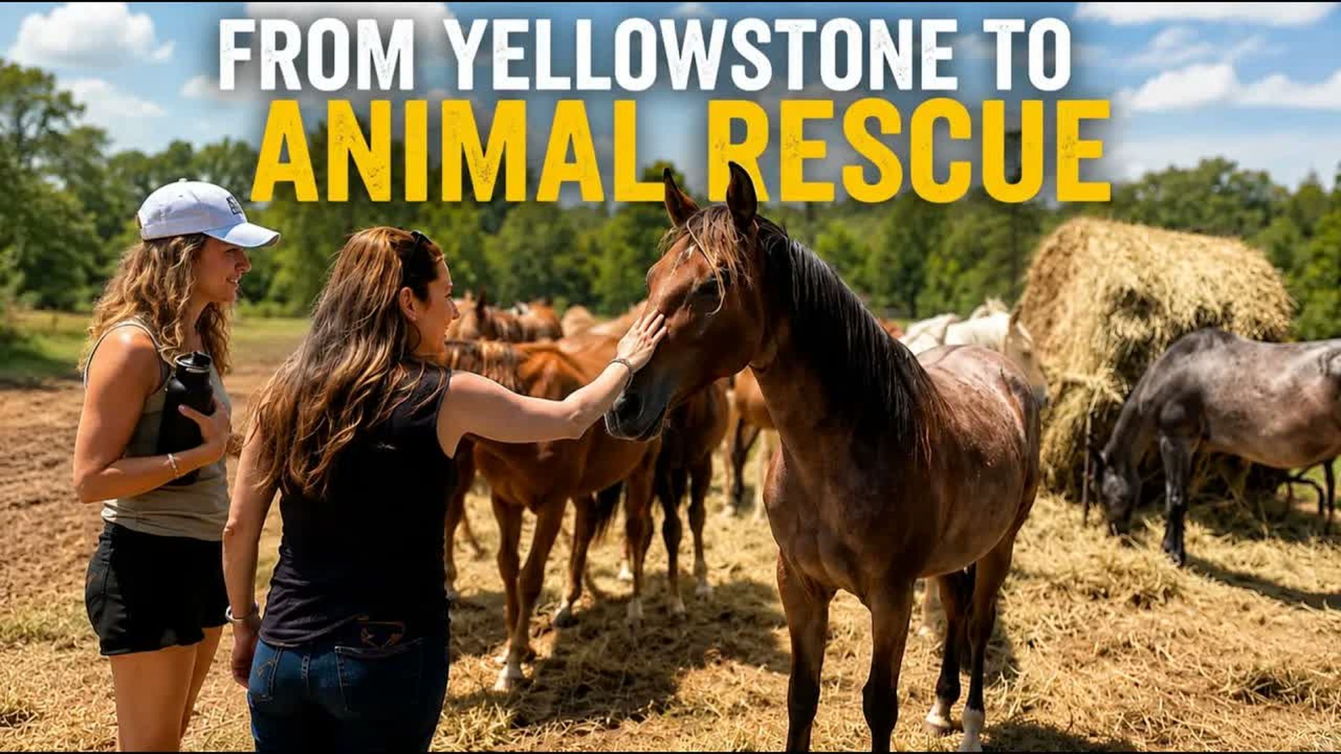 TDE100-From Yellowstone to Animal Rescue - Dawn Olivieri Builds a Sanctuary for Second Chances - Let's Talk Local with Sarah Zubiate Bennett