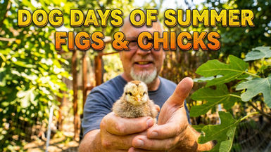TDBG52-Figs and Chicks - The Dog Days of Summer - Day 2 - Two Doves Bees & Gardens