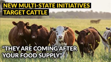 AMT358-NEW Multi-State Initiatives TARGET CATTLE - As A Man Thinketh