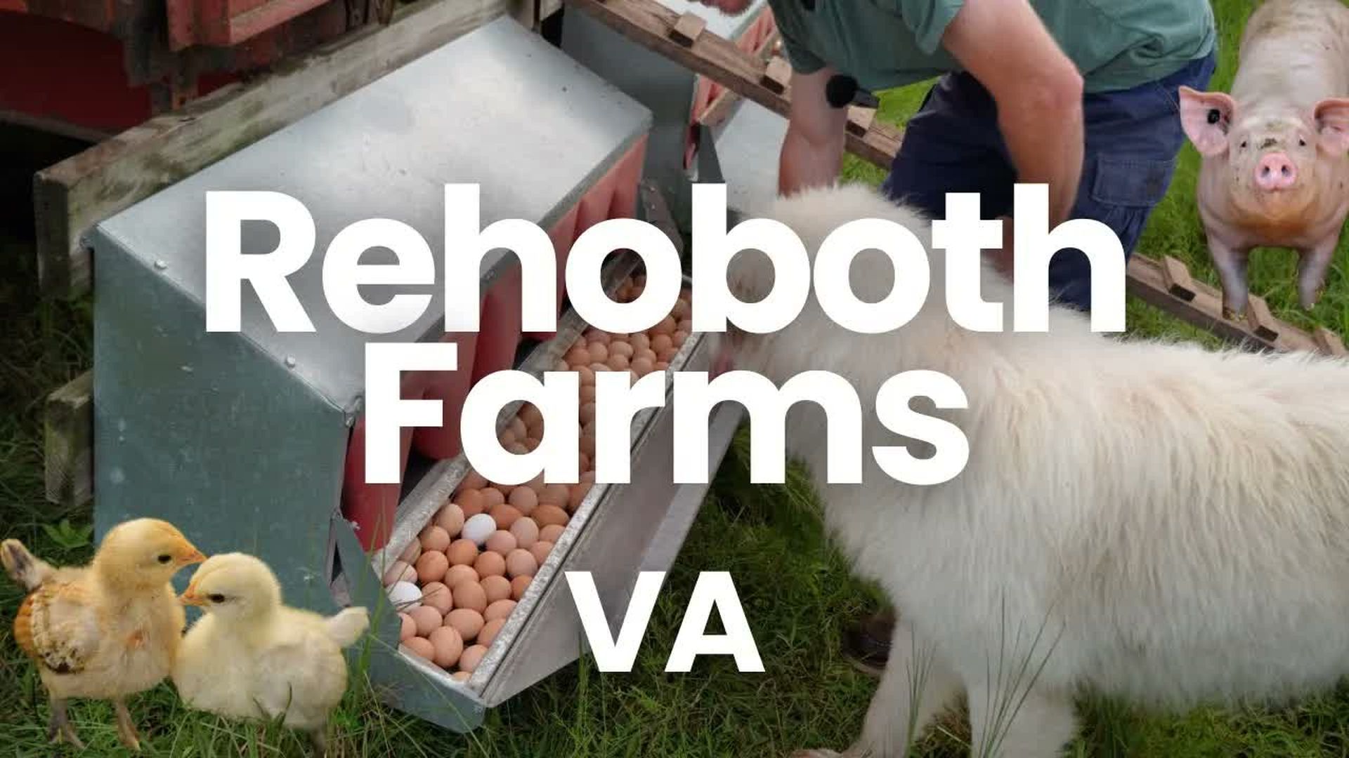 COF11-Rehoboth Farms - Regenerative Turkey and Pigs in Virginia - Check Out The Farms!