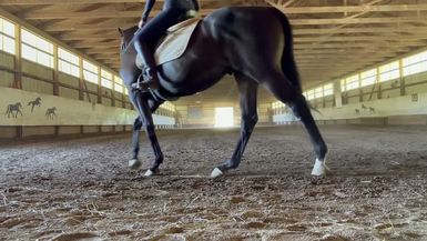 STG17-Horse Lesson Vlog With Ed - Slam The Gavel