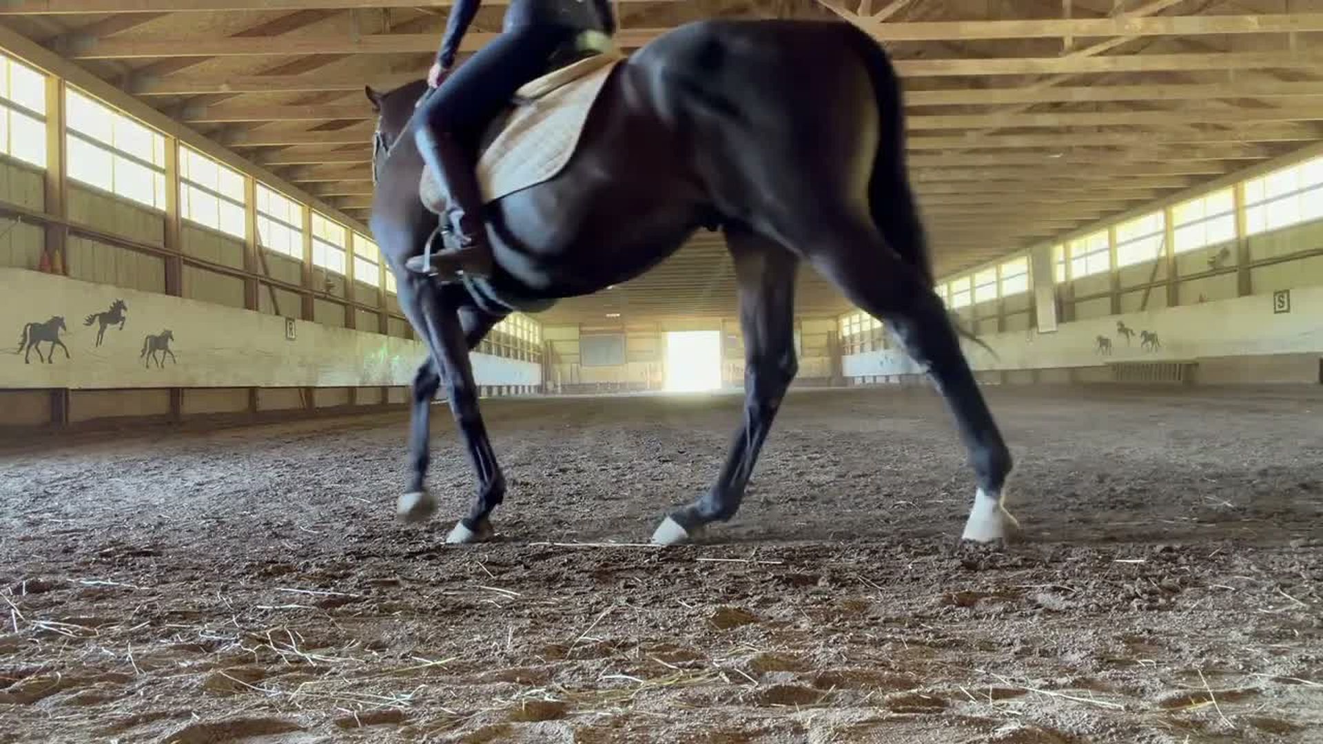 STG17-Horse Lesson Vlog With Ed - Slam The Gavel