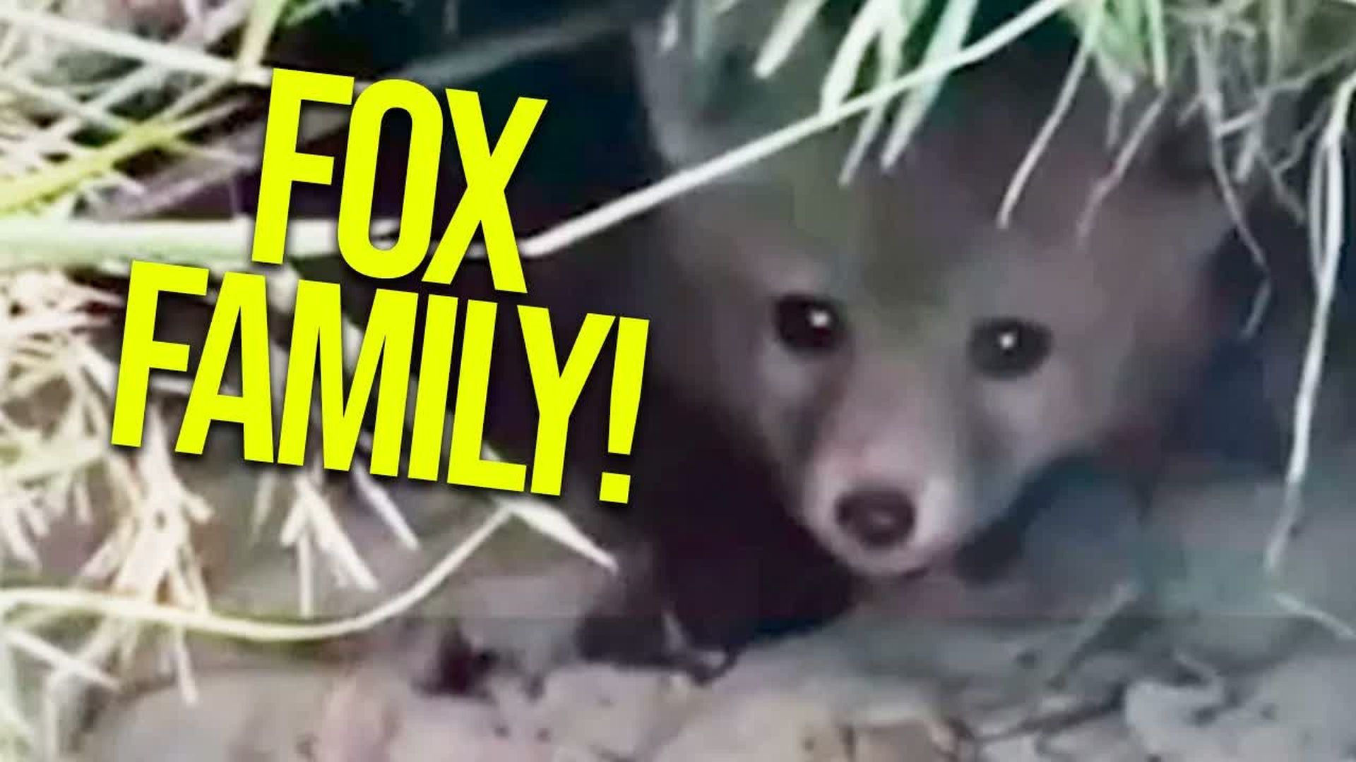 AM16-Fox family dens next to our chickens - Alison Morrow