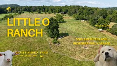 COF4-Farm Tour with Little O Ranch Livestock Lamb. Grass Fed - Check Out The Farms!