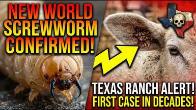 AMT490-ALERT - Flesh-Eating Parasites NEW WORLD SCREW WORM Confirmed in Texas - As A Man Thinketh - Yanasa TV