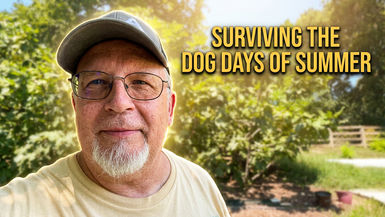 TDBG51-Dog Days of Summer, Part 1 - Fig Trees, Fierce Heat & Protecting the Flock - Two Doves Bees & Gardens