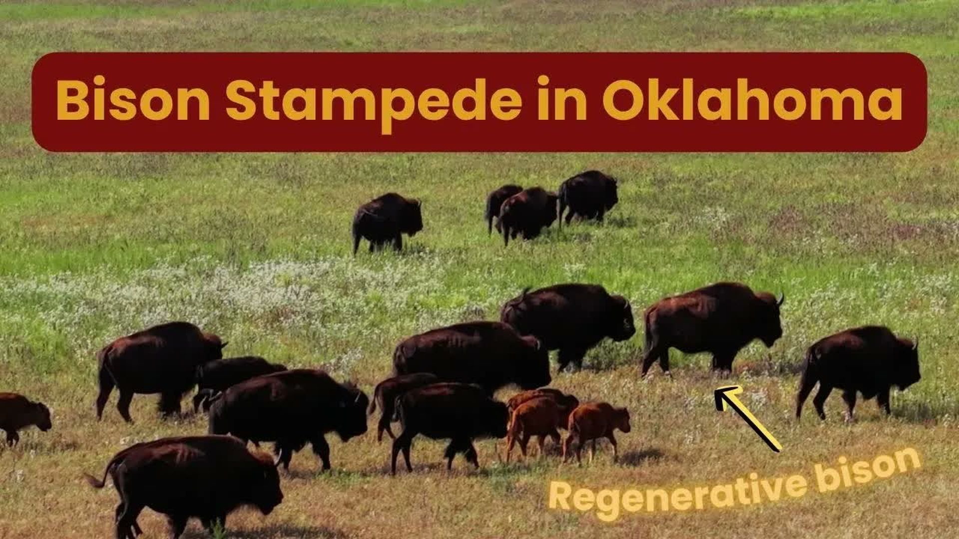COF14-Fulfilling Lifelong Dream of Becoming a Bison Rancher TLC Ranch - Check Out The Farms!