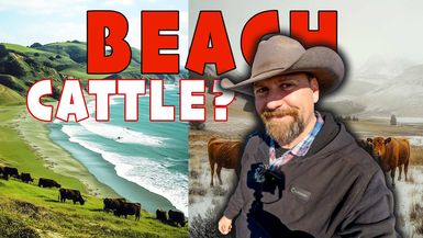LITW121-Behind The Scenes of a Working Cattle Ranch by the Ocean! - Life in the West