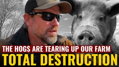 AMT478-TOTAL DESTRUCTION The Hogs Are Tearing Up Our Farm - As A Man Thinketh - Yanasa TV