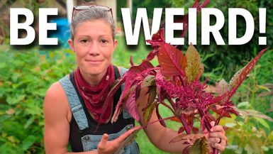 AAT6-Why Weird Crops Are the Secret to a Better Garden - Anne of All Trades