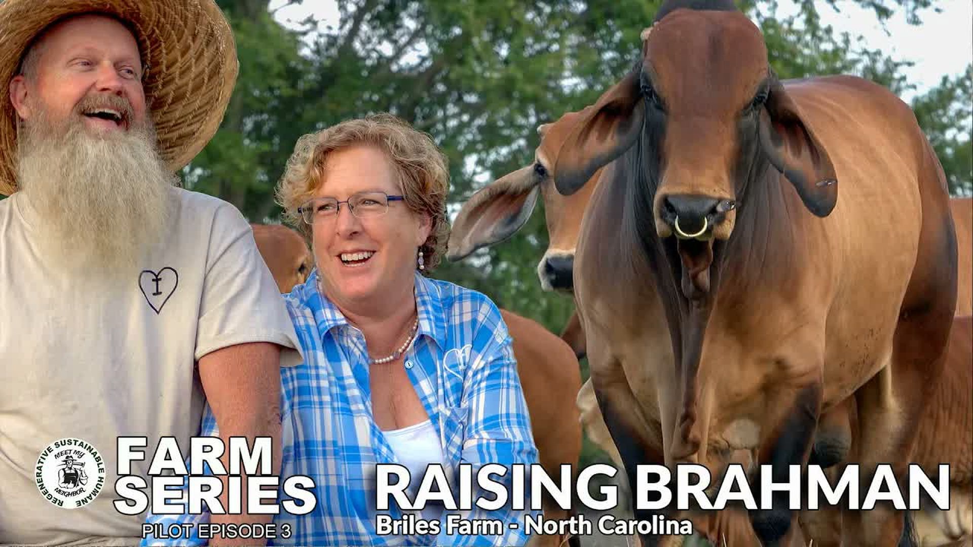 MMN3-Raising registered Brahman cattle fosters a rewarding connection with the animals and the community. - Meet My Neighbor Productions - Farm Series