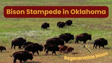 COF14-Fulfilling Lifelong Dream of Becoming a Bison Rancher TLC Ranch - Check Out The Farms!