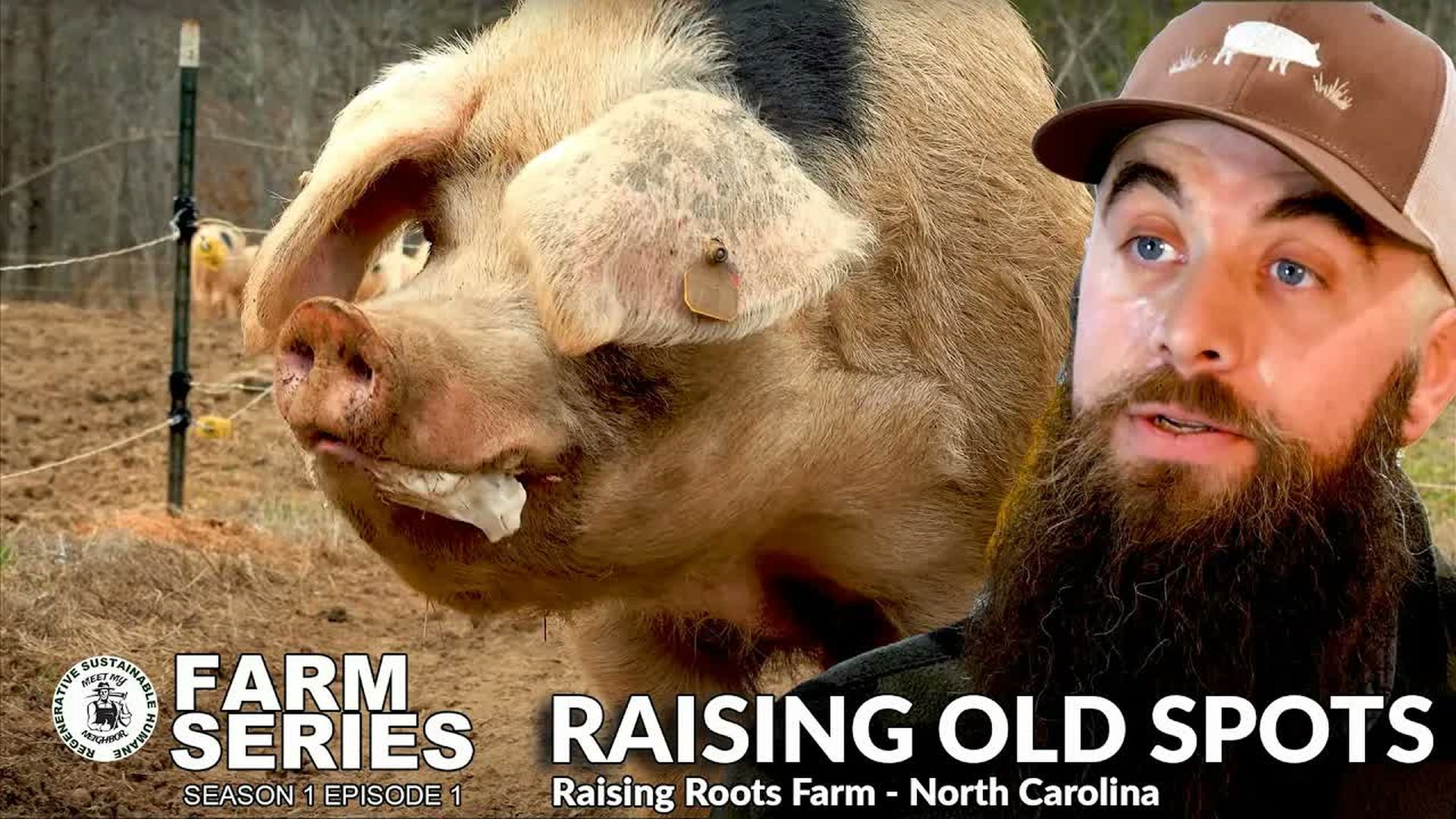 MMN4-Raising Gloucestershire Old Spots with RAISING ROOTS FARM Farm Series S1 E1 - Meet My Neighbor Productions - Farm Series