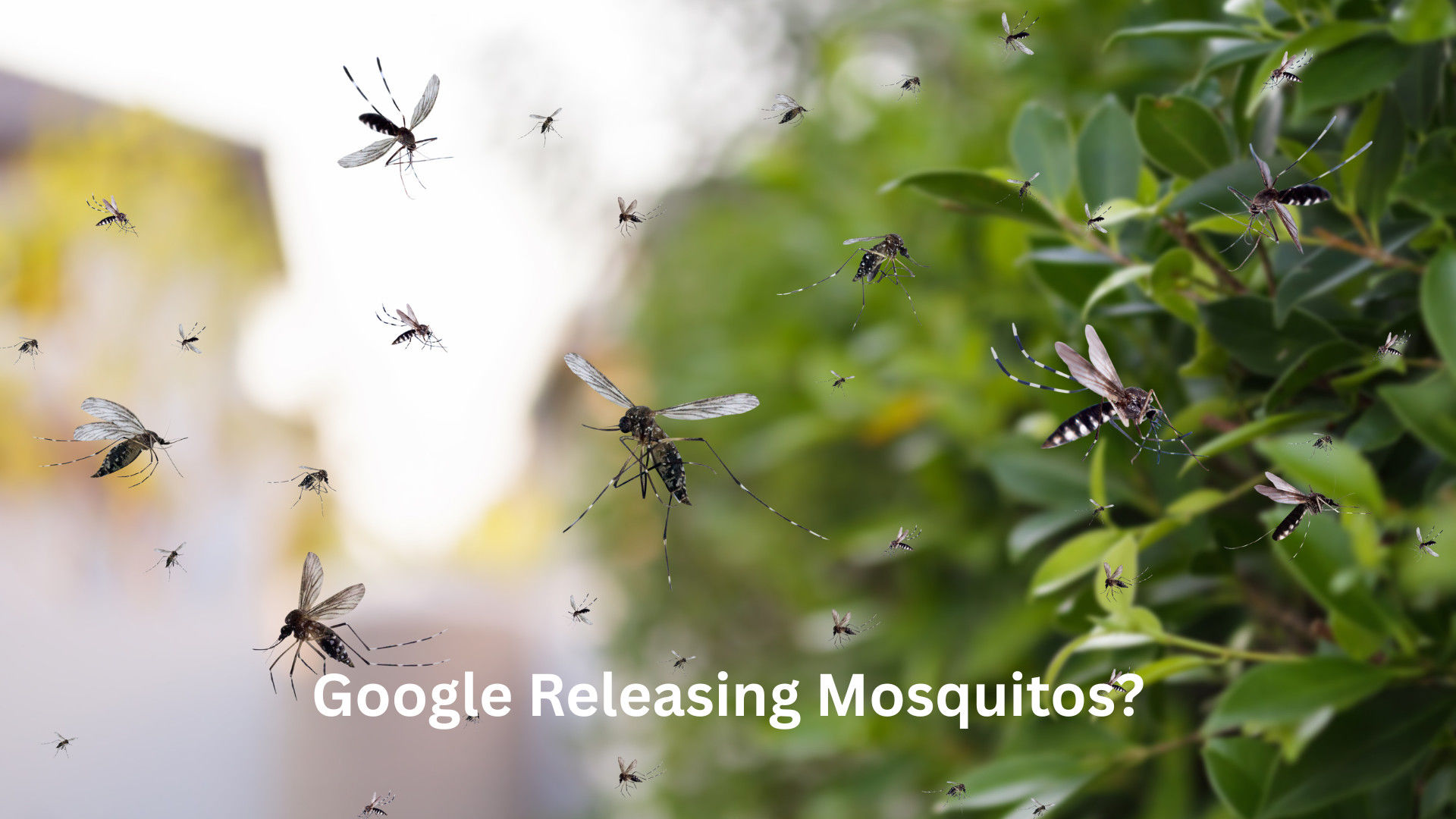 Google Moving Forward to Release 64M Mosquitos