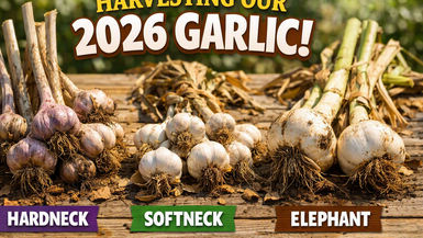TDBG50-Which Garlic Thrived in 2026 - Our Full Harvest & Results - Two Doves Bees & Gardens
