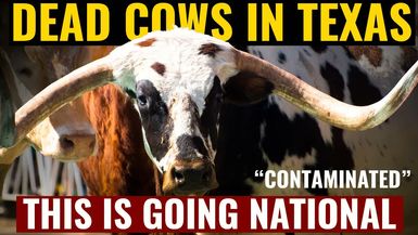 AMT473-DEAD COWS IN TEXAS The contamination is now everywhere. - As A Man Thinketh - Yanasa TV