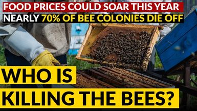AMT354-MASSIVE BEE DIE OFF causes food security alarm | WHO or what caused it? Why Now? - As A Man Thinketh