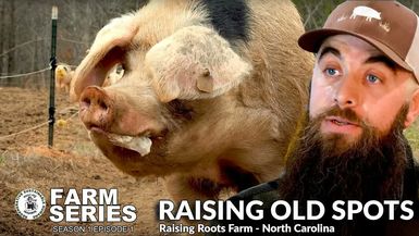 MMN4-Raising Gloucestershire Old Spots with RAISING ROOTS FARM Farm Series S1 E1 - Meet My Neighbor Productions - Farm Series