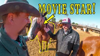 LITW120-The SECRET STARS of Hollywood: The Horses in Your FAVORITE MOVIES! - Life in the West